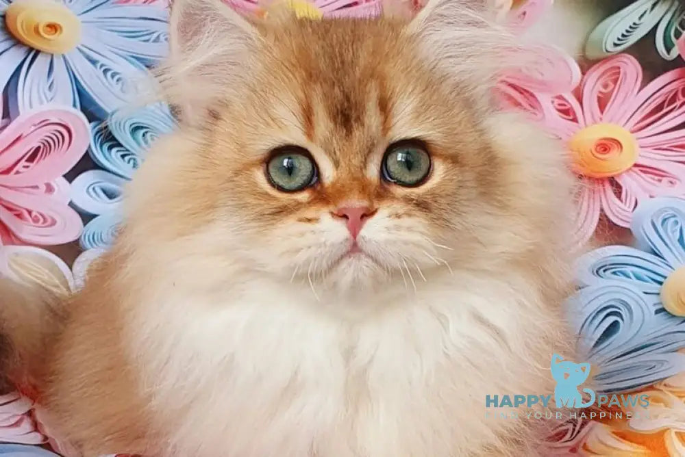 S’yuzi British Longhair female black golden ticked tabby live animals