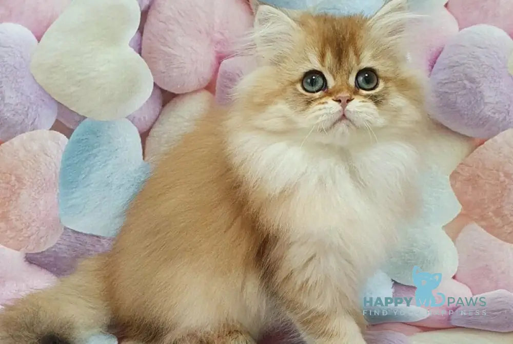 S’yuzi British Longhair female black golden ticked tabby live animals