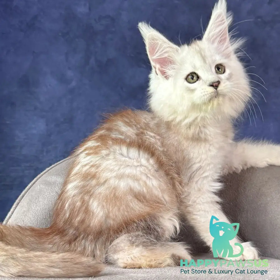 Tabatha Maine Coon female black silver spotted tabby - live animals