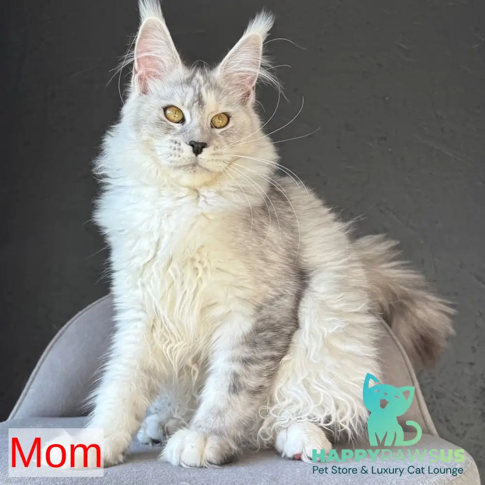 Tabatha Maine Coon female black silver spotted tabby - live animals