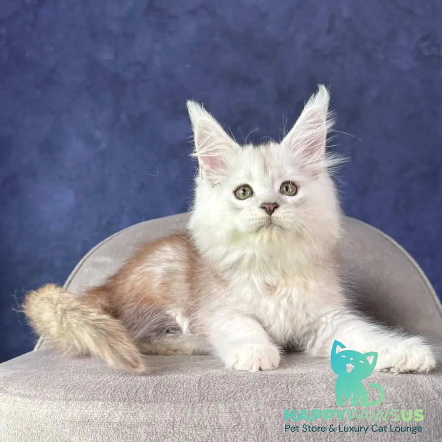 Tabatha Maine Coon female black silver spotted tabby - live animals