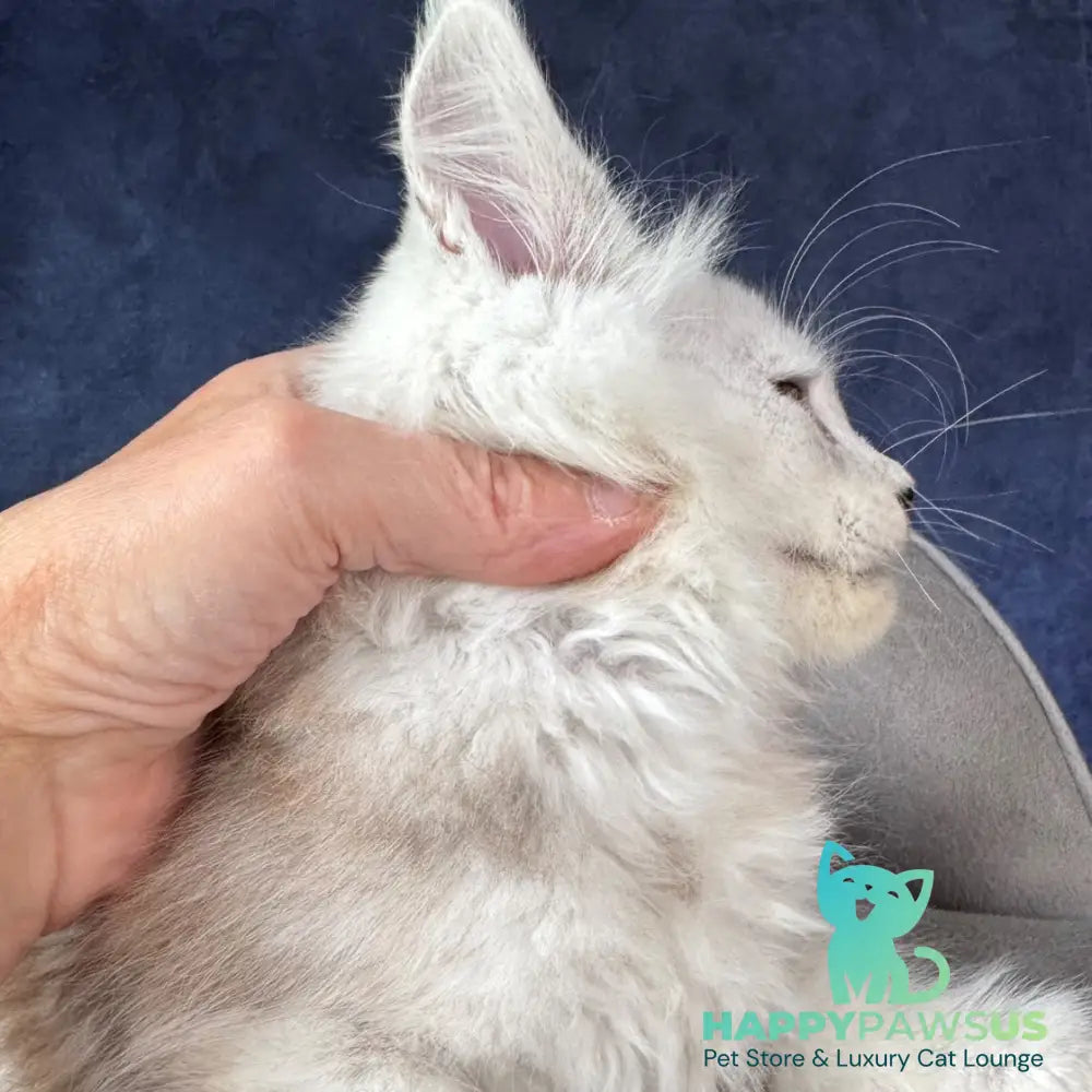 Tabatha Maine Coon female black silver spotted tabby - live animals