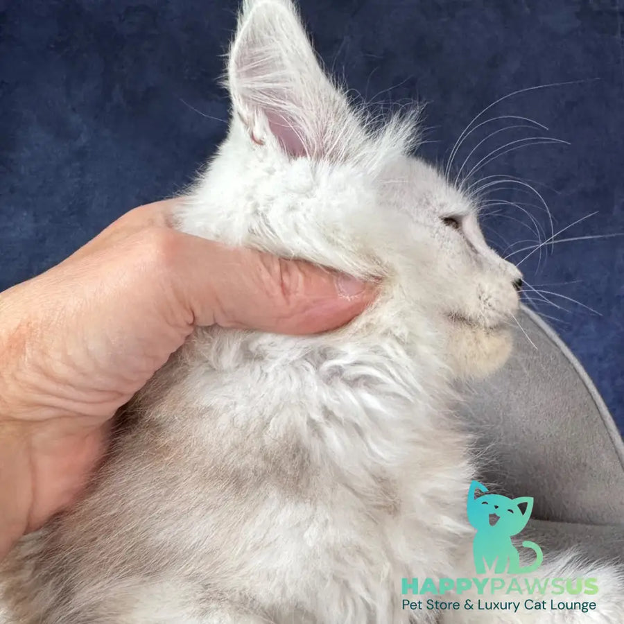 Tabatha Maine Coon female black silver spotted tabby - live animals