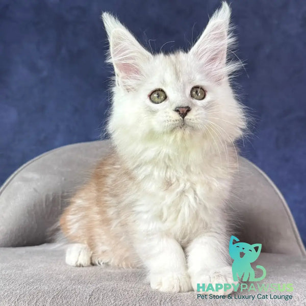 Tabatha Maine Coon female black silver spotted tabby - live animals