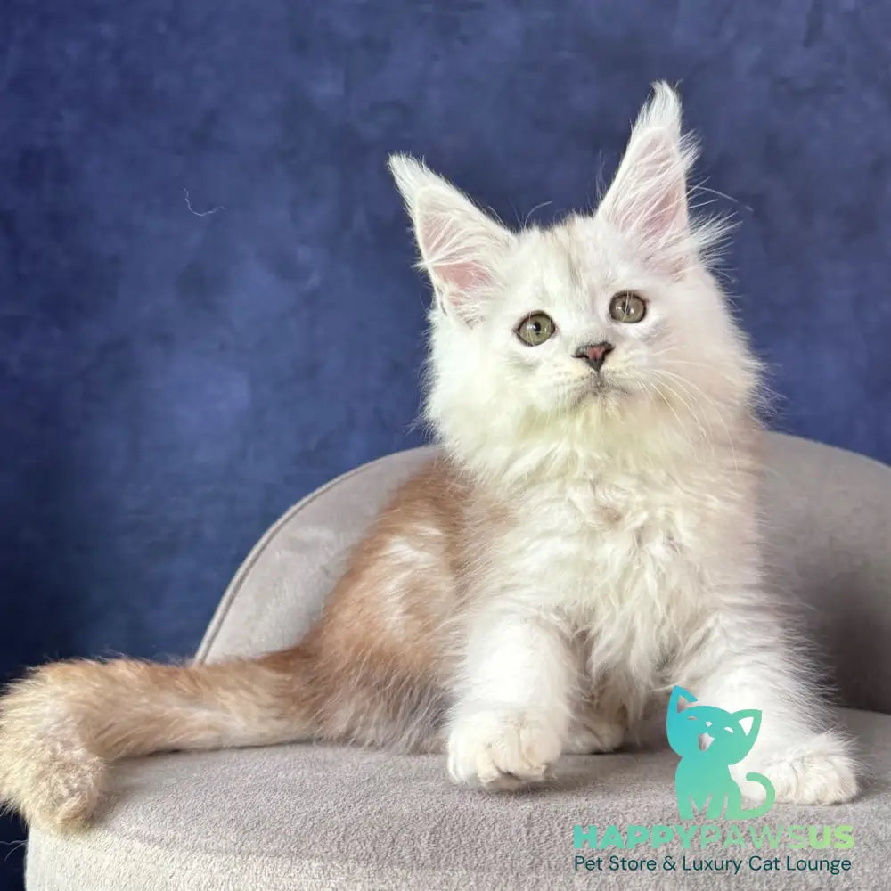 Tabatha Maine Coon female black silver spotted tabby - live animals