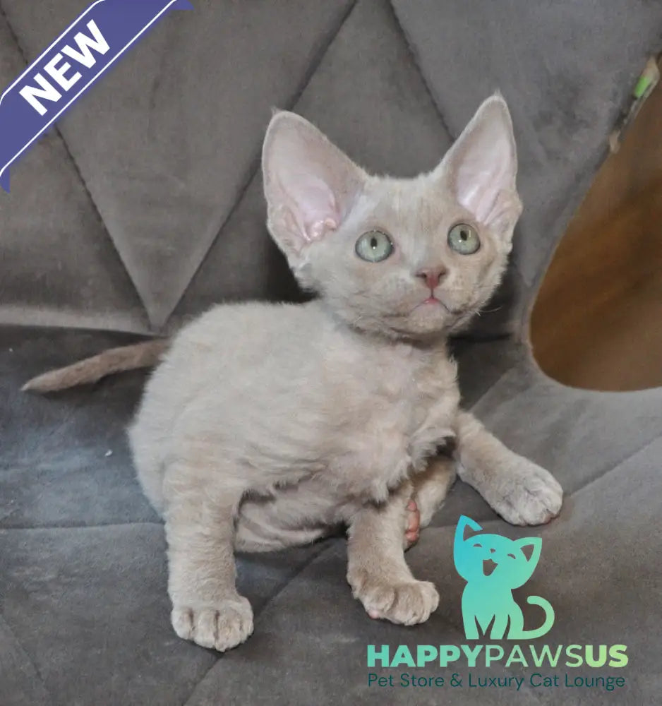 Tabba Devon Rex female lilac - live animals
