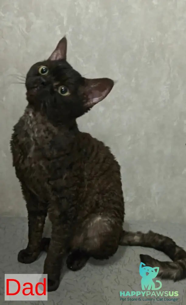 Tabba Devon Rex female lilac - live animals