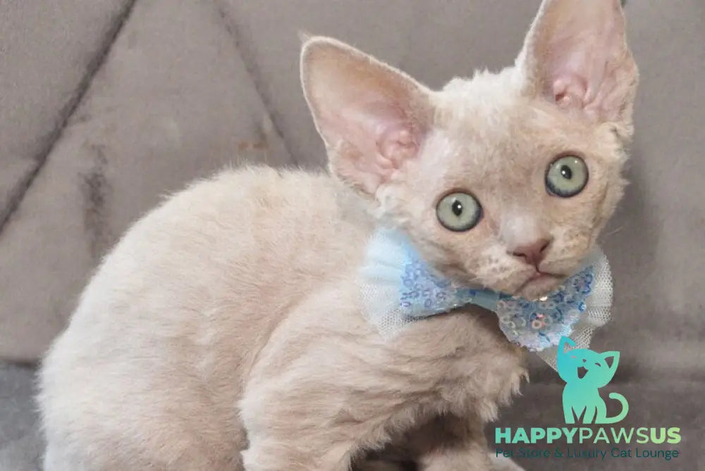 Tabba Devon Rex female lilac - live animals