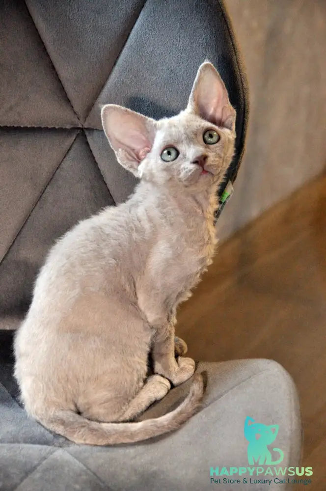 Tabba Devon Rex female lilac - live animals