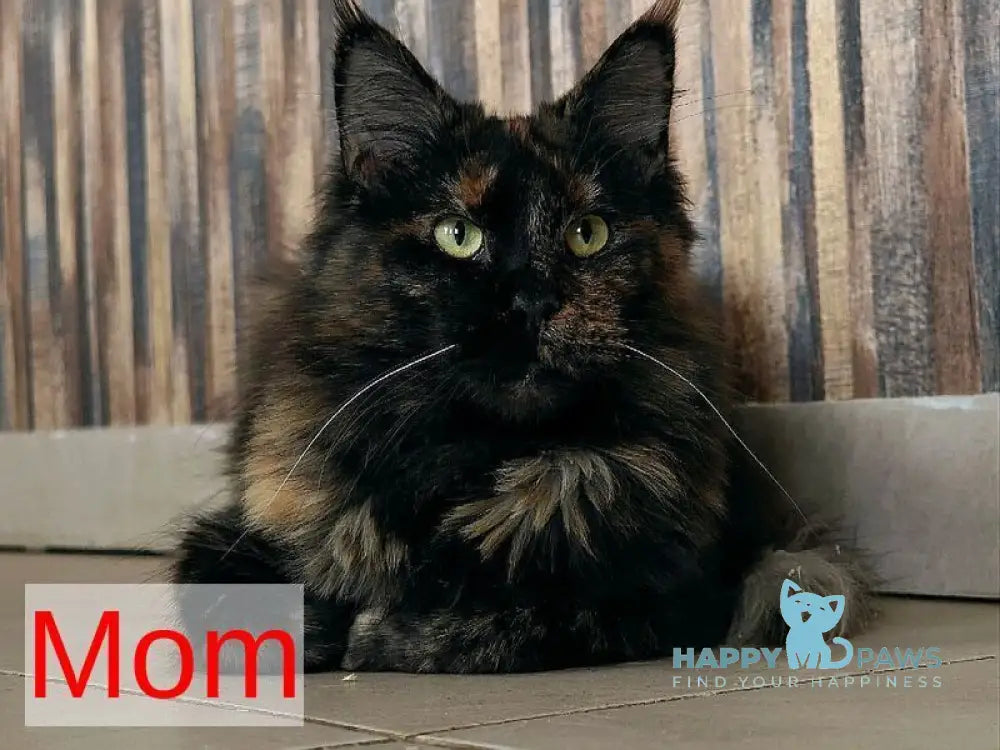 Tad Angel Maine Coon male red live animals