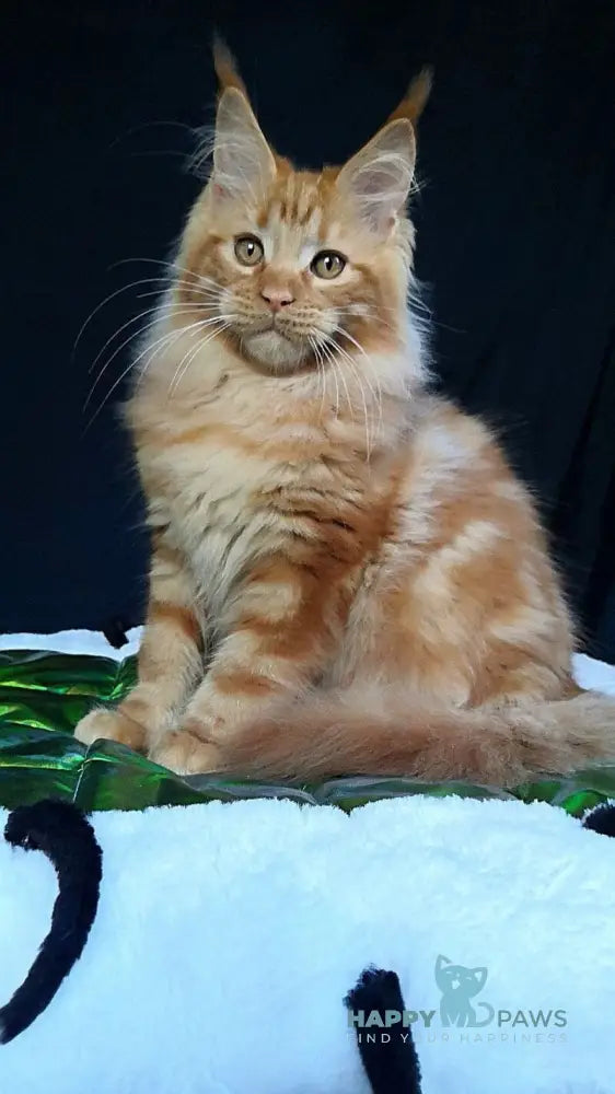 Tad Angel Maine Coon male red live animals