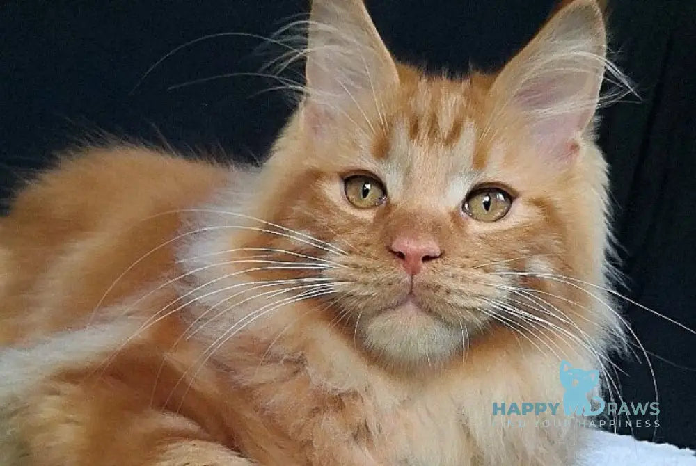 Tad Angel Maine Coon male red live animals