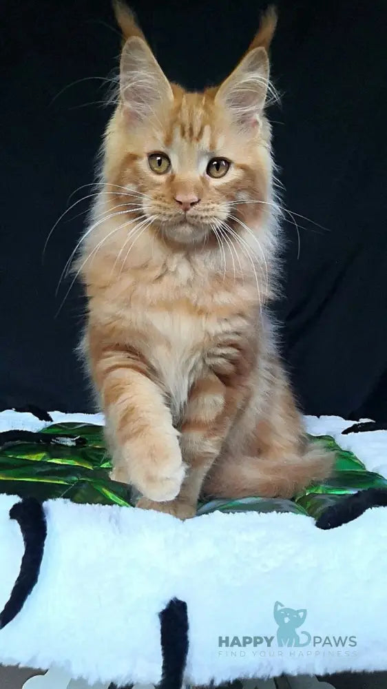 Tad Angel Maine Coon male red live animals