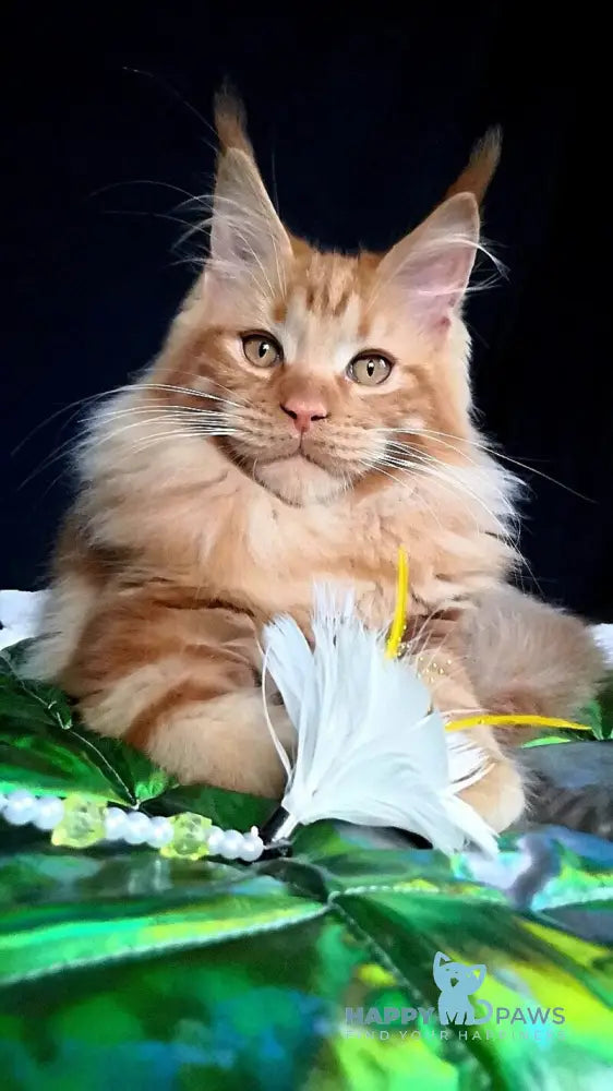 Tad Angel Maine Coon male red live animals