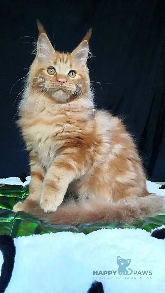 Tad Angel Maine Coon male red live animals