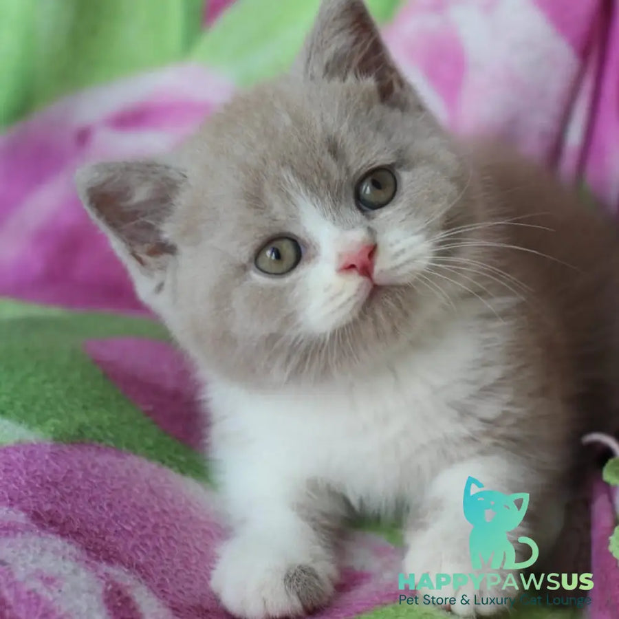 Taffy British Shorthair male lilac bicolour - live animals