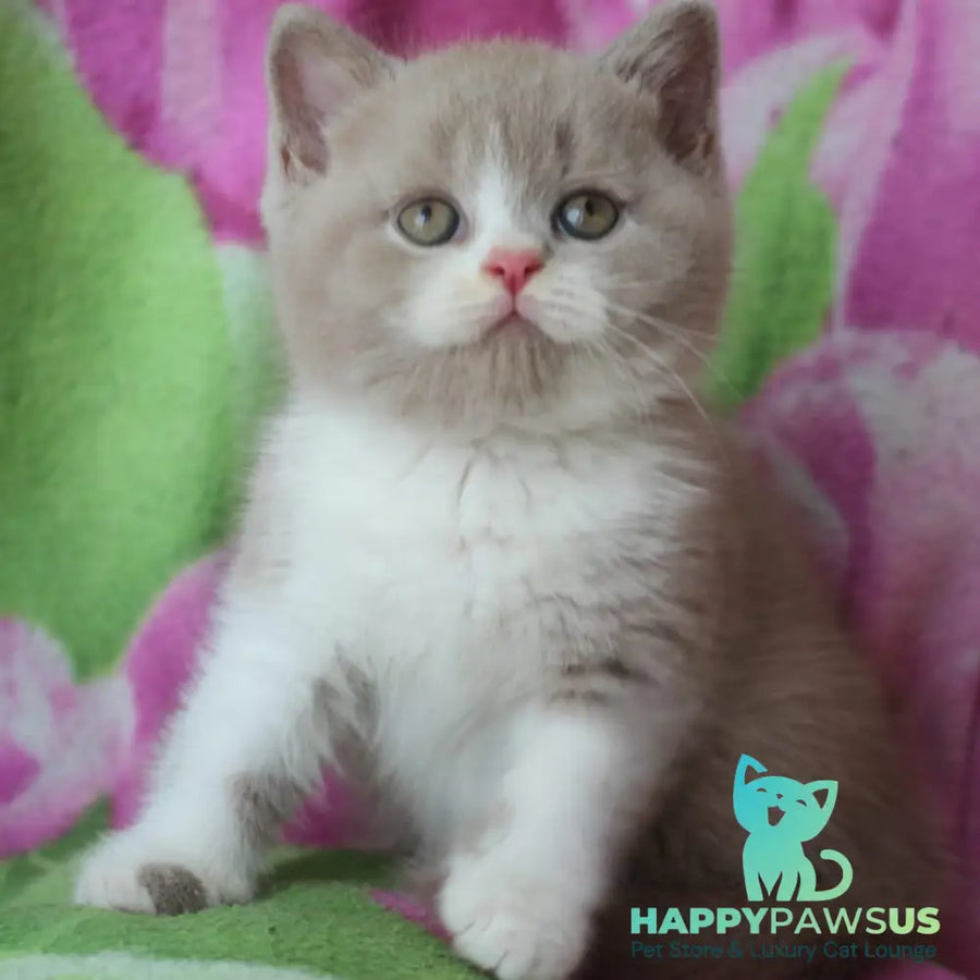 Taffy British Shorthair male lilac bicolour - live animals