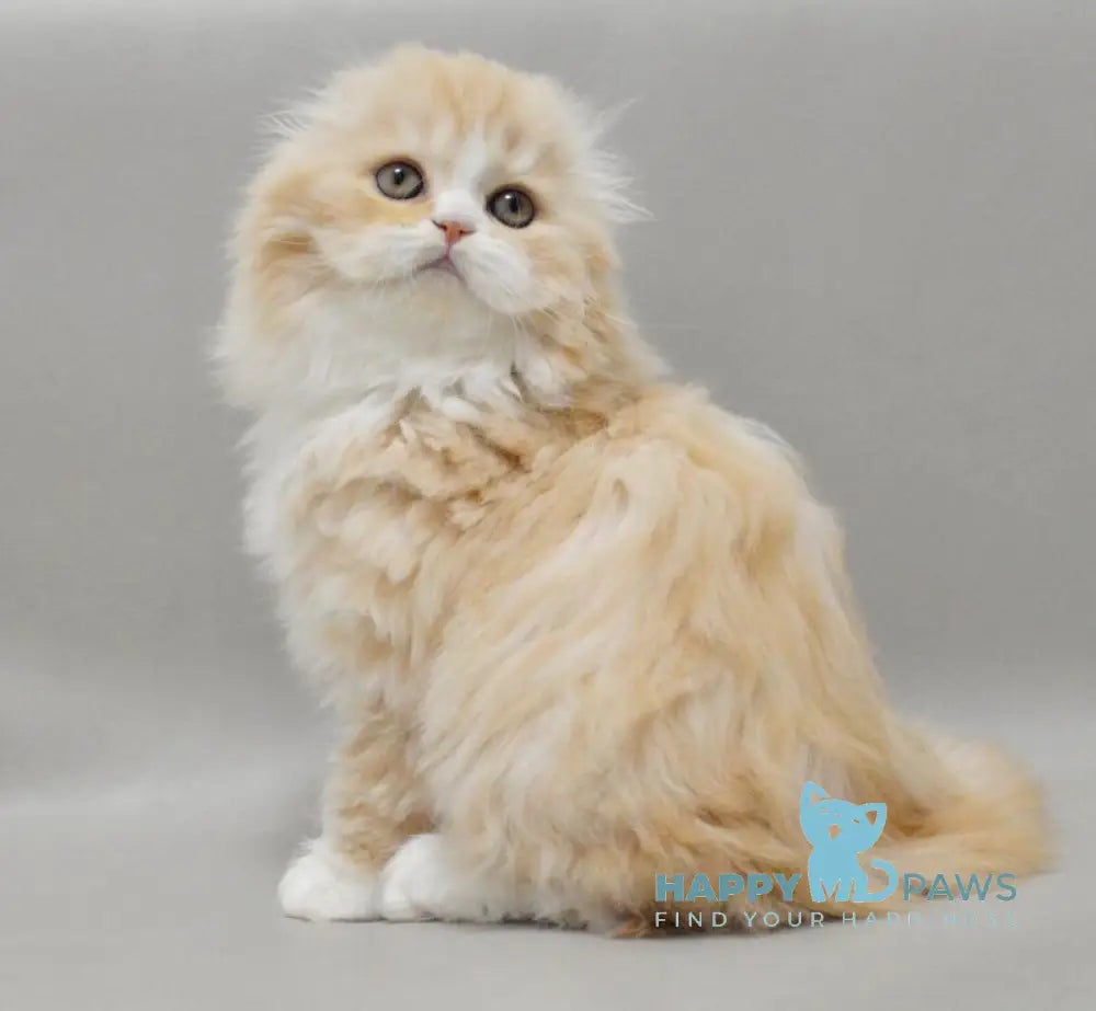 Taffy Scottish Fold female red silver tabby bicolour live animals