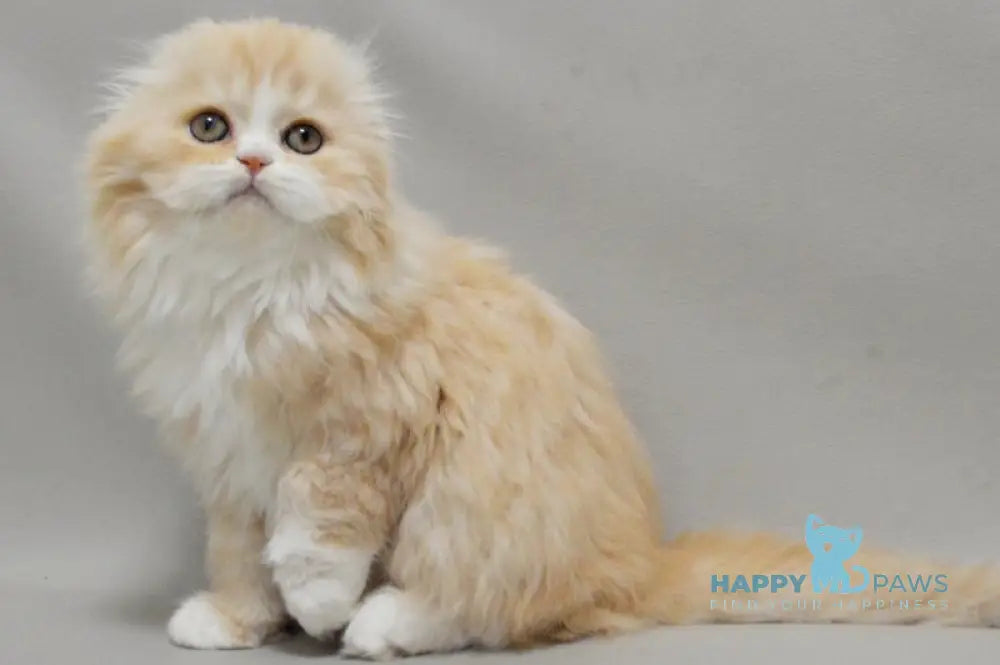 Taffy Scottish Fold female red silver tabby bicolour live animals