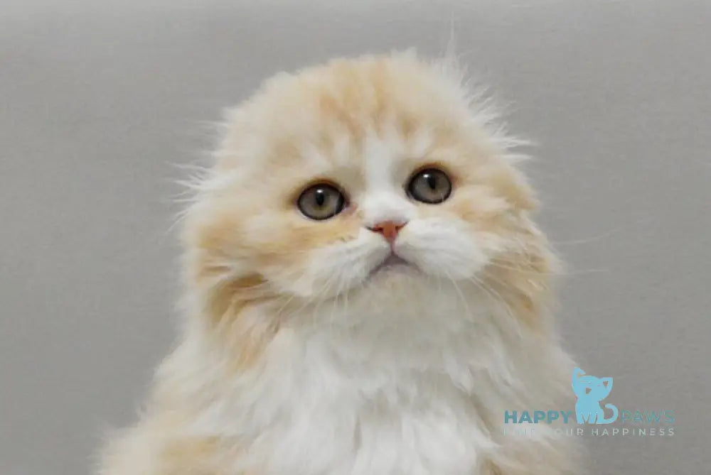 Taffy Scottish Fold female red silver tabby bicolour live animals