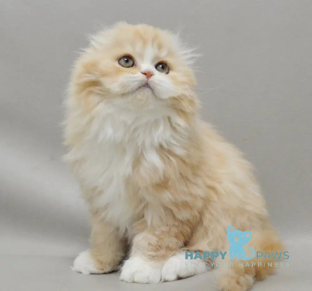 Taffy Scottish Fold female red silver tabby bicolour live animals