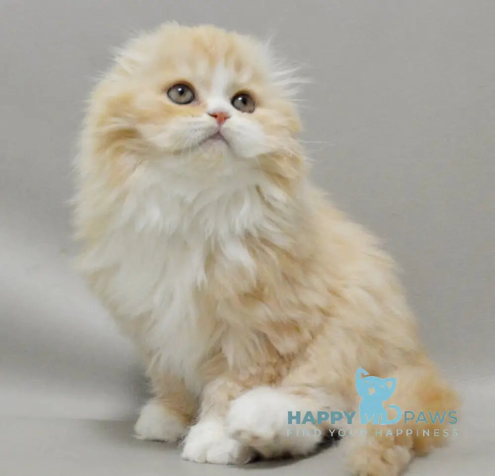 Taffy Scottish Fold female red silver tabby bicolour live animals