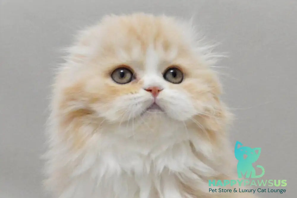 Taffy Scottish Fold female red silver tabby bicolour live animals