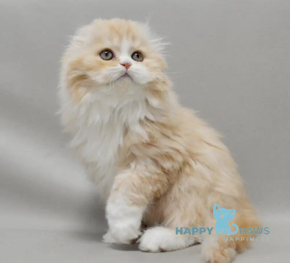 Taffy Scottish Fold female red silver tabby bicolour live animals