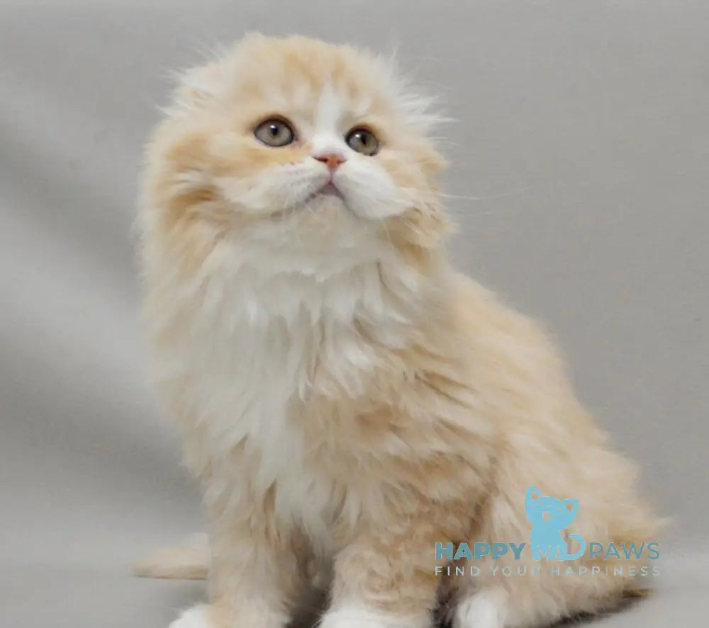 Taffy Scottish Fold female red silver tabby bicolour live animals