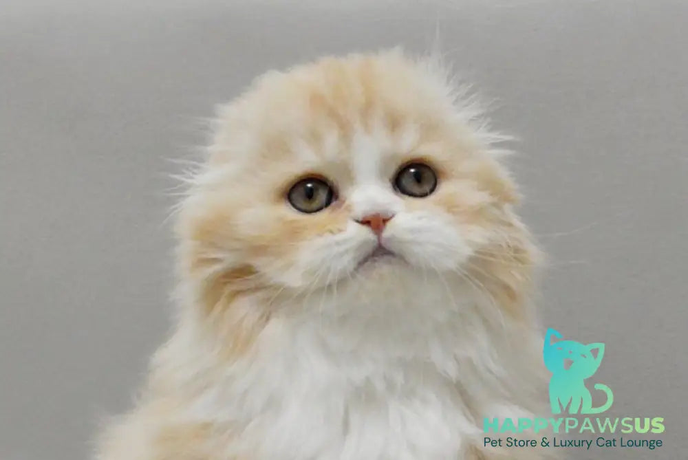 Taffy Scottish Fold female red silver tabby bicolour live animals
