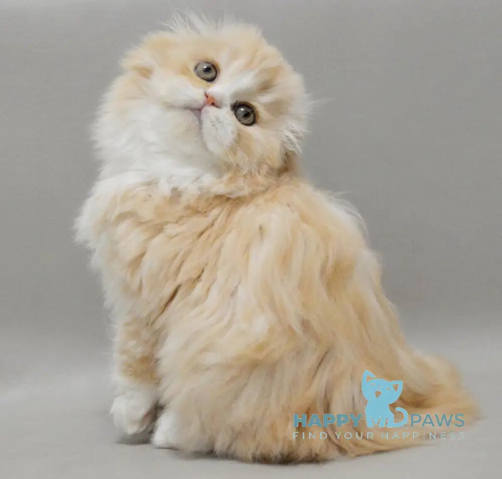 Taffy Scottish Fold female red silver tabby bicolour live animals