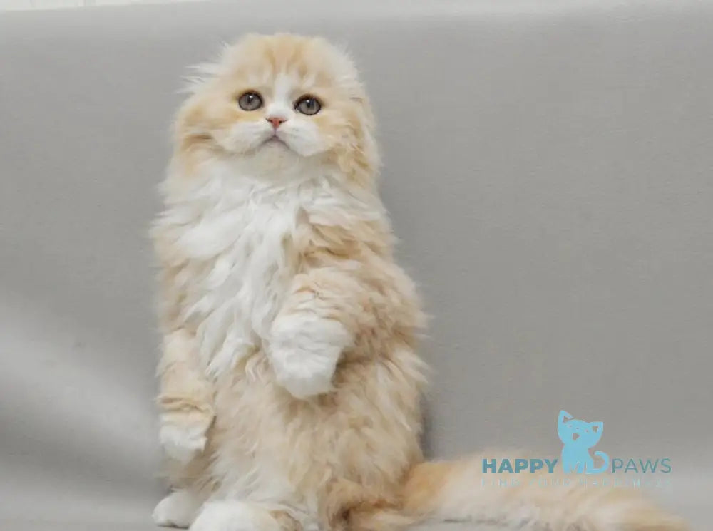 Taffy Scottish Fold female red silver tabby bicolour live animals