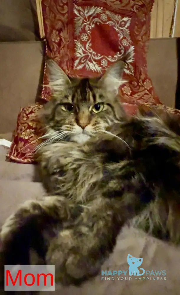 Tafty Maine Coon female black tabby live animals