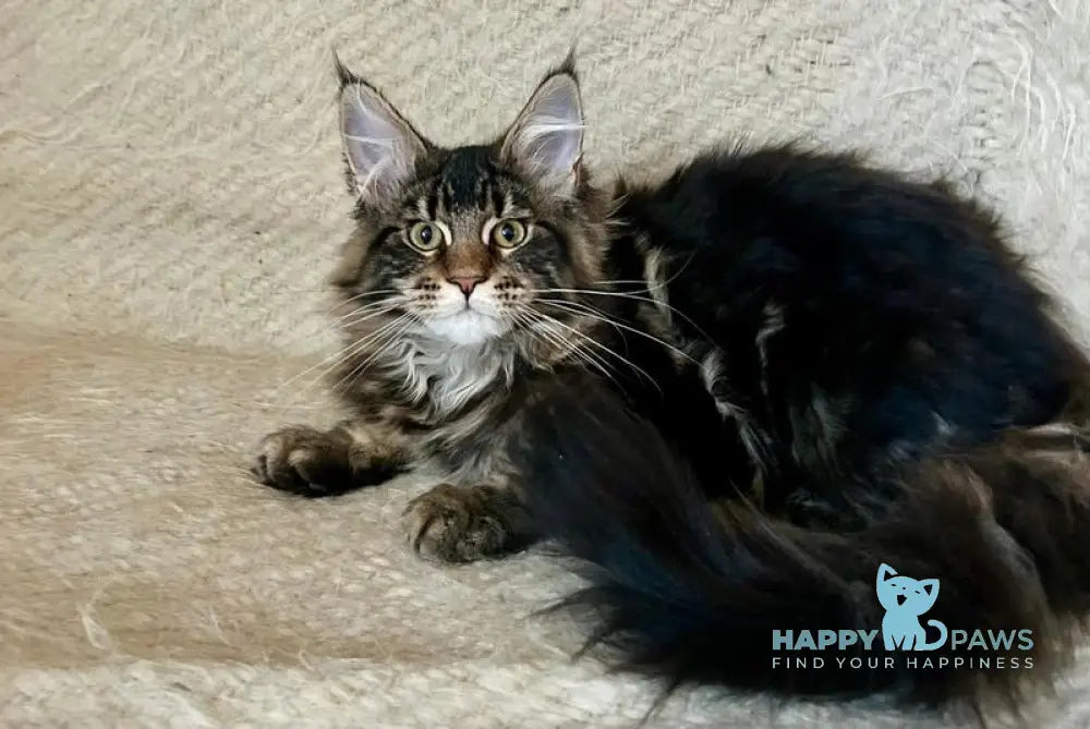 Tafty Maine Coon female black tabby live animals