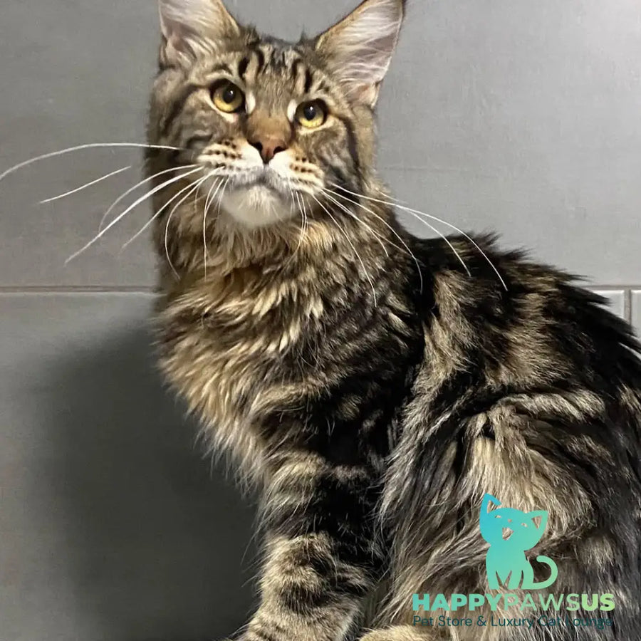 Taganrog Maine Coon male black tabby - live animals