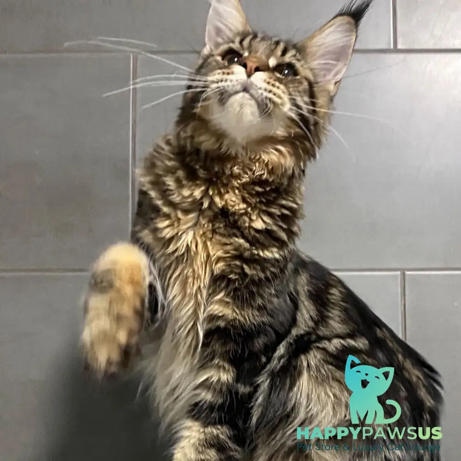 Taganrog Maine Coon male black tabby - live animals