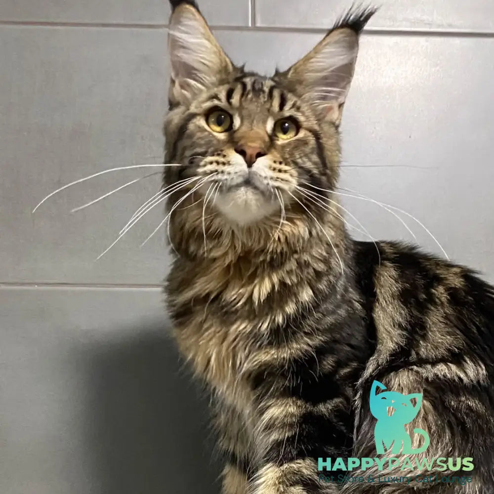 Taganrog Maine Coon male black tabby - live animals