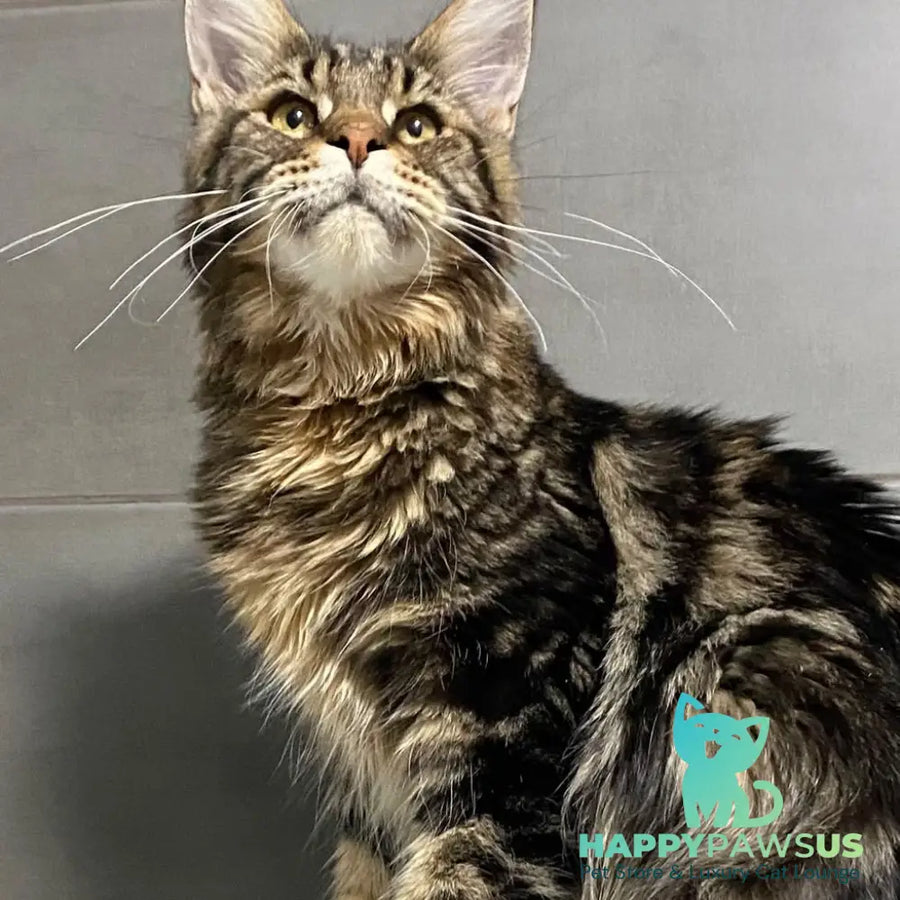 Taganrog Maine Coon male black tabby - live animals