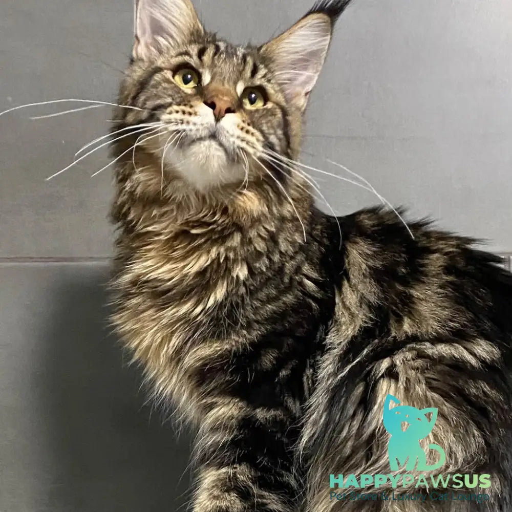 Taganrog Maine Coon male black tabby - live animals