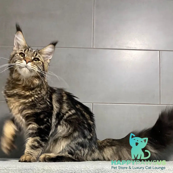 Taganrog Maine Coon male black tabby - live animals