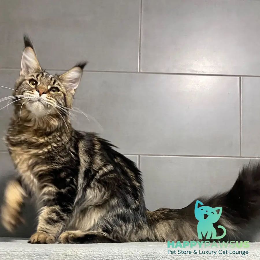 Taganrog Maine Coon male black tabby - live animals