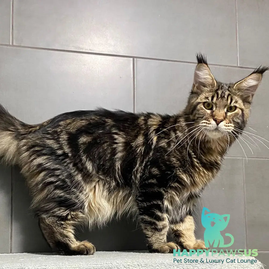 Taganrog Maine Coon male black tabby - live animals