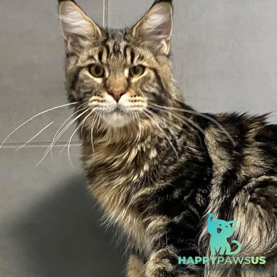 Taganrog Maine Coon male black tabby - live animals