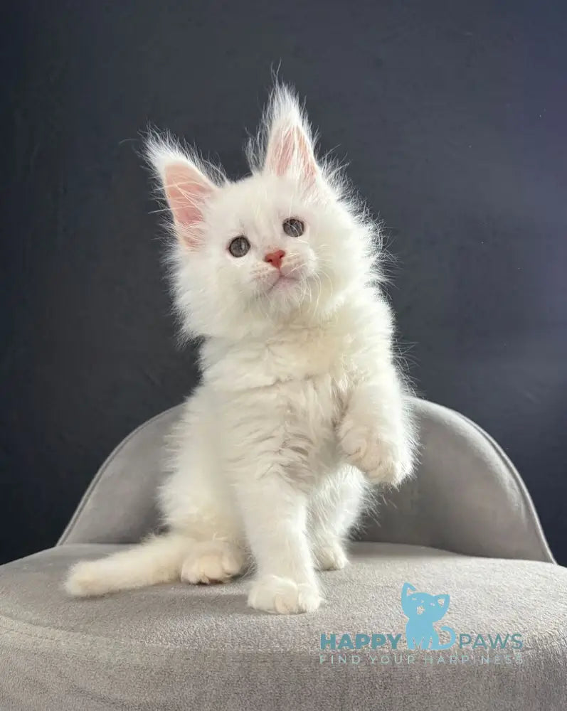 Tagir Maine Coon male red silver chinchilla live animals