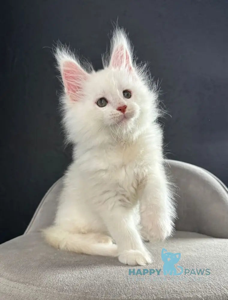 Tagir Maine Coon male red silver chinchilla live animals