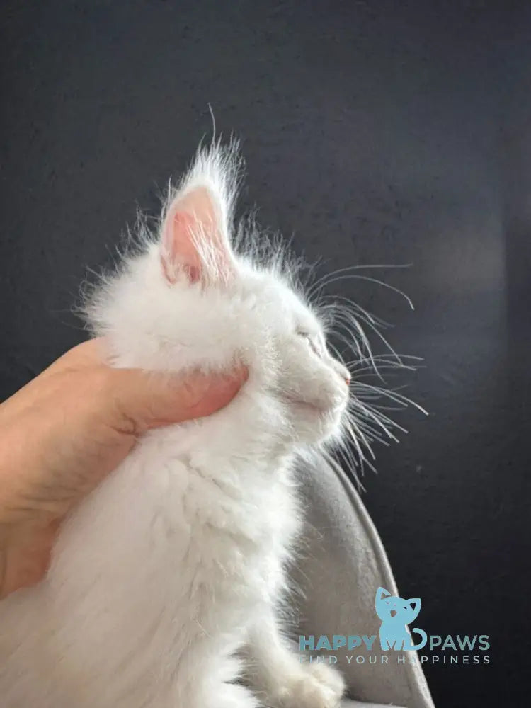 Tagir Maine Coon male red silver chinchilla live animals