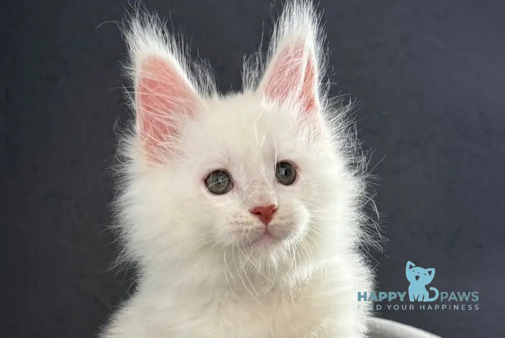 Tagir Maine Coon male red silver chinchilla live animals