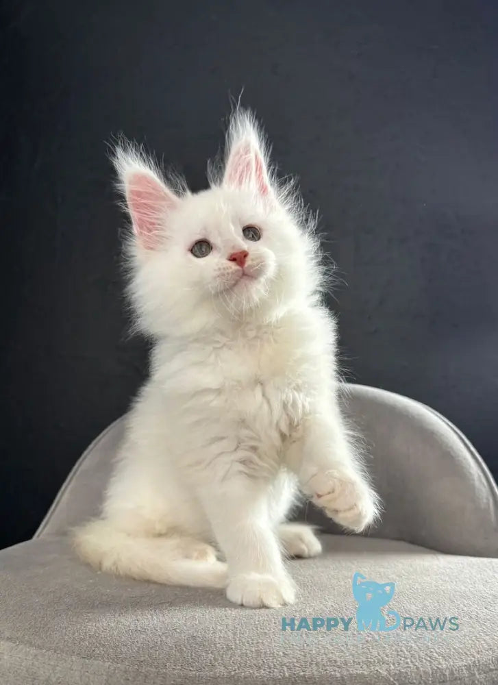 Tagir Maine Coon male red silver chinchilla live animals