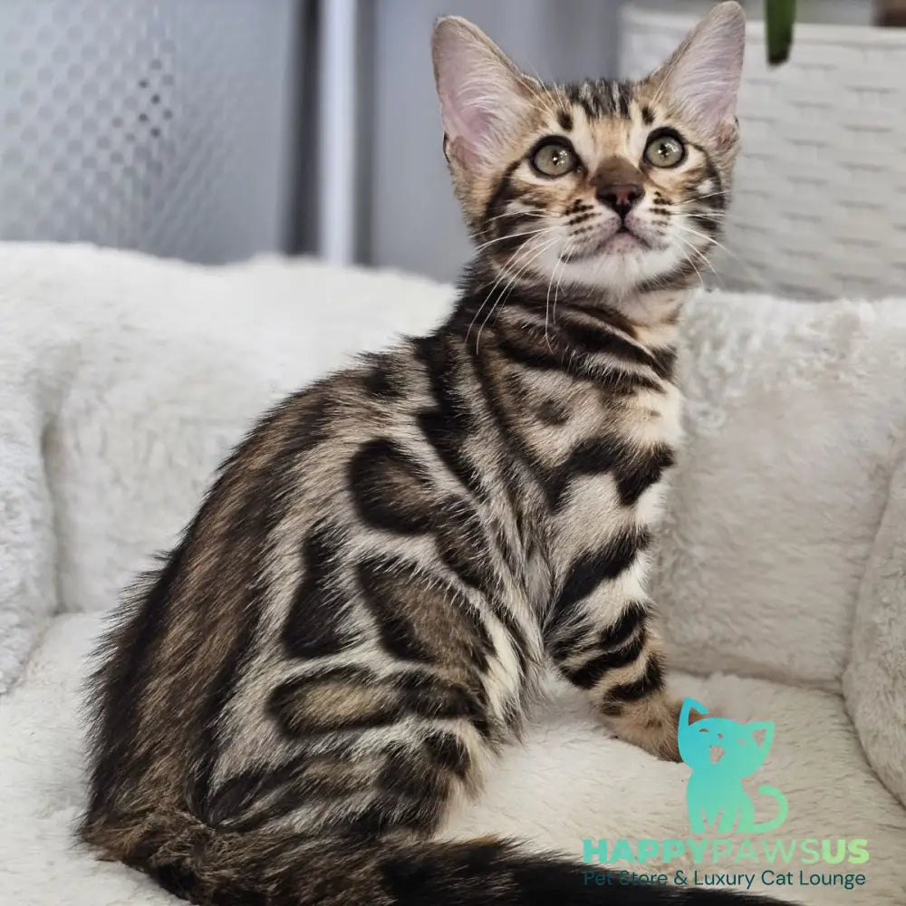 Tahiti Bengal male black spotted tabby - live animals