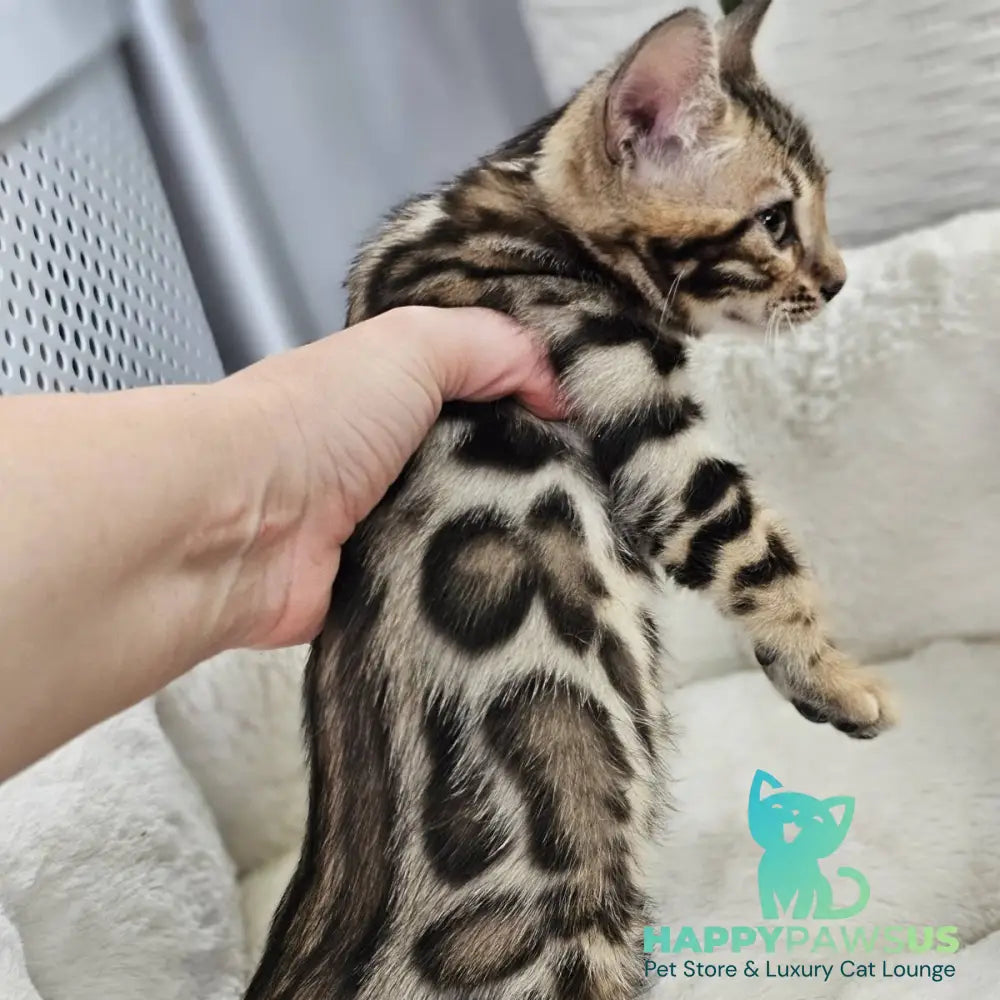 Tahiti Bengal male black spotted tabby - live animals